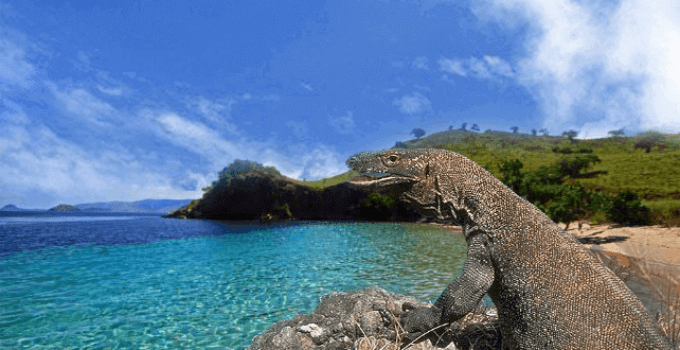 Komodo Island Travel Guide: Tips for an Unforgettable Journey