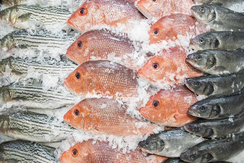 10 Ikan Laut: Berisiko Tinggi Merkuri dan Panduan untuk Konsumsi Aman