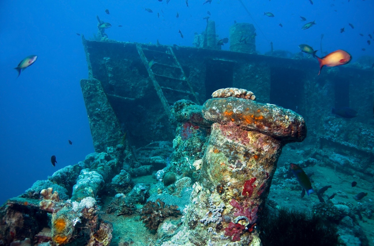Terumbu karang warna-warni dan kehidupan laut yang beragam di bawah permukaan Laut Merah