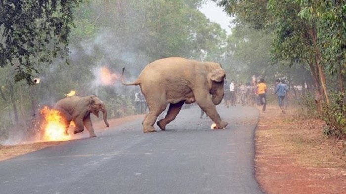 Penguburan Anak Gajah: Mengungkap Misteri Adat Unik India dengan Kaki Mengarah ke Langit