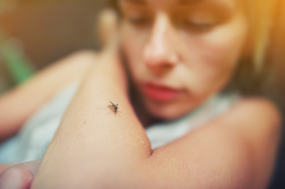 Foto nyamuk Aedes aegypti, vektor utama penularan dema