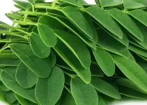 Moringa Leaves: A Nutritional Powerhouse from the “Miracle Tree”