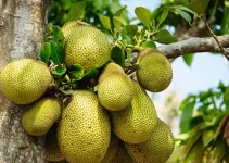 Jackfruit: Health Benefits & Culinary Delights
