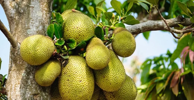 Jackfruit: Health Benefits & Culinary Delights