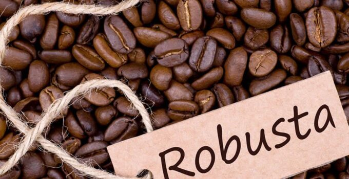 Robusta Coffee: A Comprehensive Guide 2024