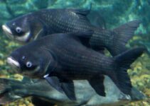 Siamese Carp: The Giant of Freshwater Fish 2024